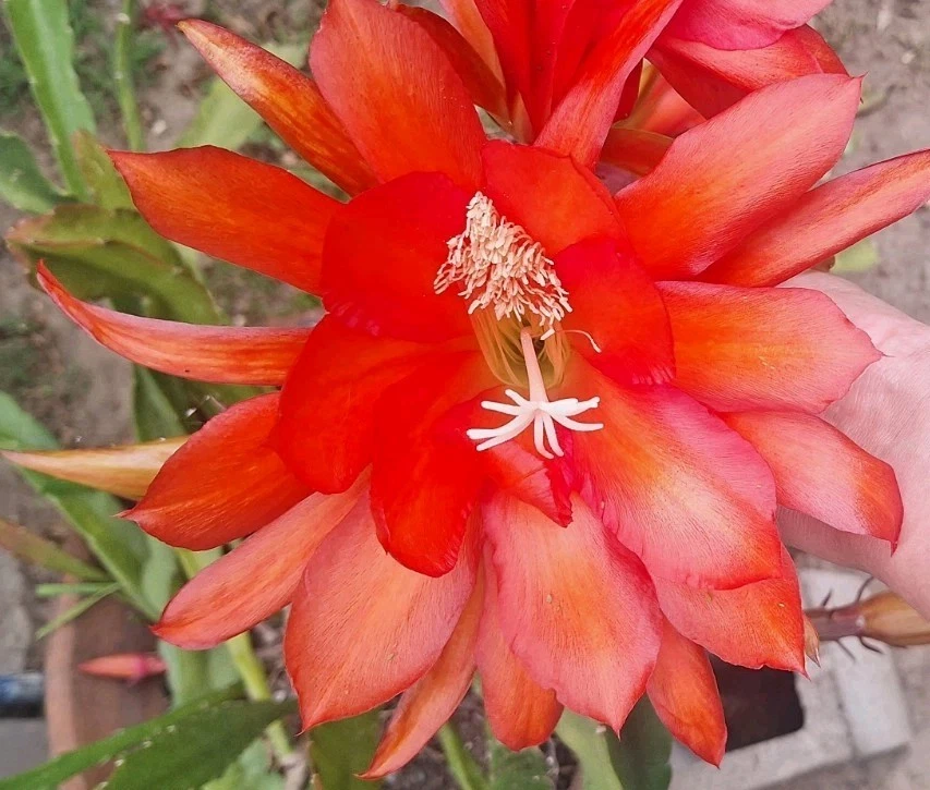 Orange Epiphyllum Orchid Cactus Cutting – Unrooted Stem 12–16 Inches for Propagation