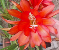 Orange Epiphyllum Orchid Cactus Cutting – Unrooted Stem 12–16 Inches for Propagation