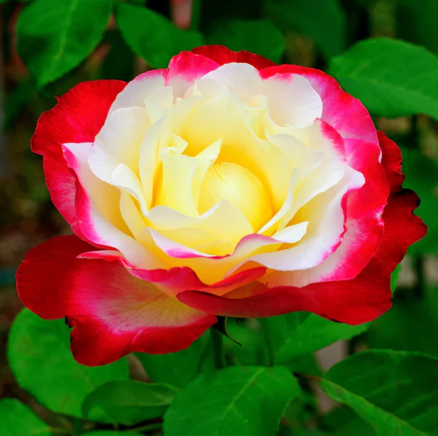Double Delight Rose Live Plant for Planting – Bi-Color Fragrant Rose, 5–8 Inch Tall Bare Root Starter