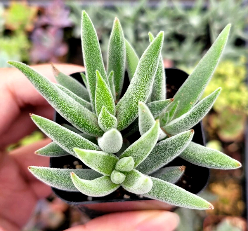 Crassula Mesembryanthemoides ‘Tenelli’ Succulent – 2 Inch Live Plant – Soft Fuzzy Foliage Garden Plant