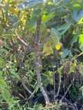 Bordissot Rossa Fig Tree Cuttings for Planting – 3 Unrooted Ficus carica Stems, Heirloom Fig Variety