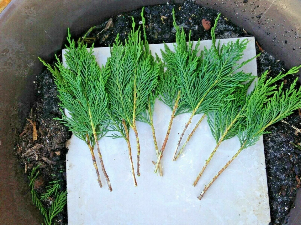 Leyland Cypress Tree Cuttings for Planting – 7–8 Inch Unrooted Evergreen Stems, Privacy Screen Conifer