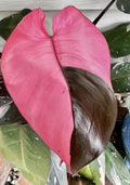 Pink Princess Philodendron Cutting for Planting – Variegated Philodendron erubescens Node Cutting, Indoor Houseplant
