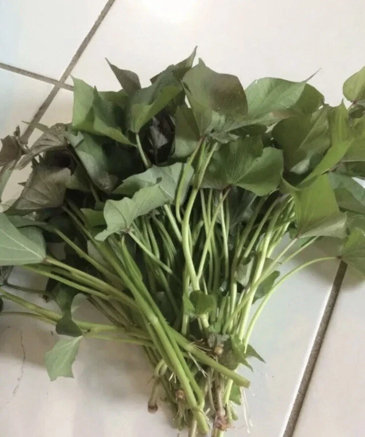 Beauregard Sweet Potato Slips – 10 Live Rooted Vine Cuttings – Ipomoea batatas Starter