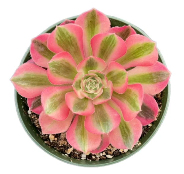 Aeonium Pink Witch Succulent Cutting for Planting – 2–6 Inch Live Aeonium, Rosette Succulent