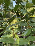 Tikal Guava Tree Cuttings – Live Guava Cuttings for Planting, Psidium Guajava Fruit Tree Variety