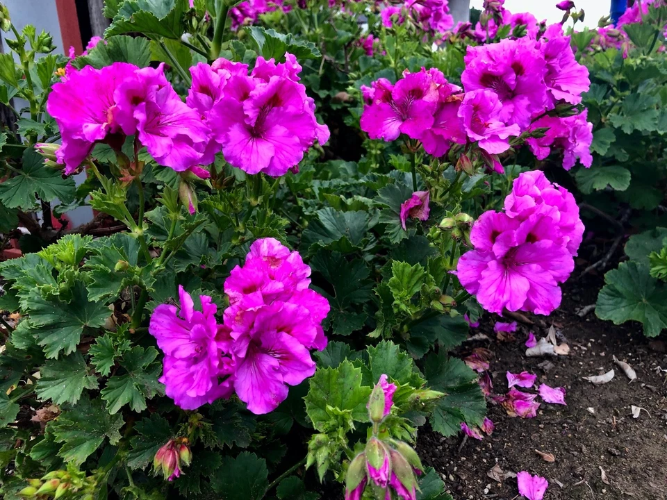 Purple Regal Geranium Live Plant Cutting – Fancy Pelargonium 6–8 Inch Unrooted Cutting for Propagation