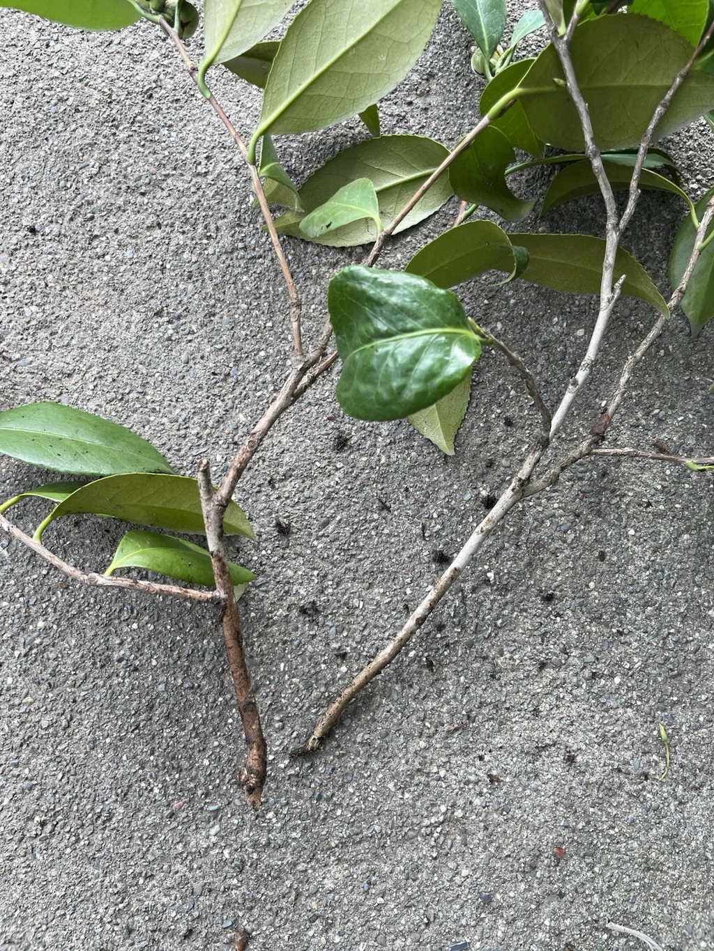 Camellia Japonica Cuttings – Fresh Pink and White Camellia Cuttings, 1 Each Live Branch for Propagation