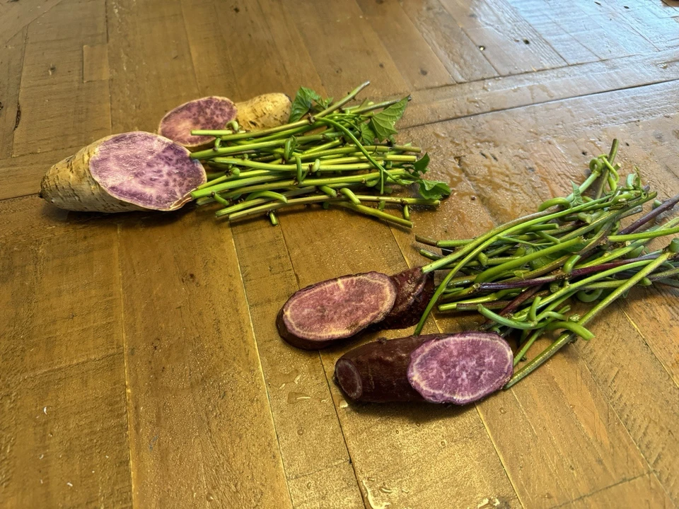 Purple Sweet Potato Slips for Planting – 50 Rooted Ipomoea batatas Slips, Molokai & Okinawa Varieties