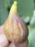 Celeste Fig Cutting for Planting – Unrooted Ficus carica Cutting with 3+ Nodes, Over 8 Inches Long