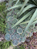 Echeveria secunda Cuttings – 5 Piece Pack, 3” Rosette Succulents, Fresh Healthy Cut Blooms for Pots, Arrangements, and DIY Projects