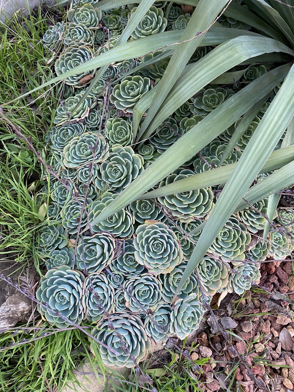Echeveria secunda Cuttings – 5 Piece Pack, 3” Rosette Succulents, Fresh Healthy Cut Blooms for Pots, Arrangements, and DIY Projects