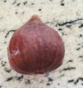 Brown Turkey Fig Unrooted Cuttings – 25 Ficus carica Cuttings, 10 Inch Long Fig Tree Cuttings for Propagation