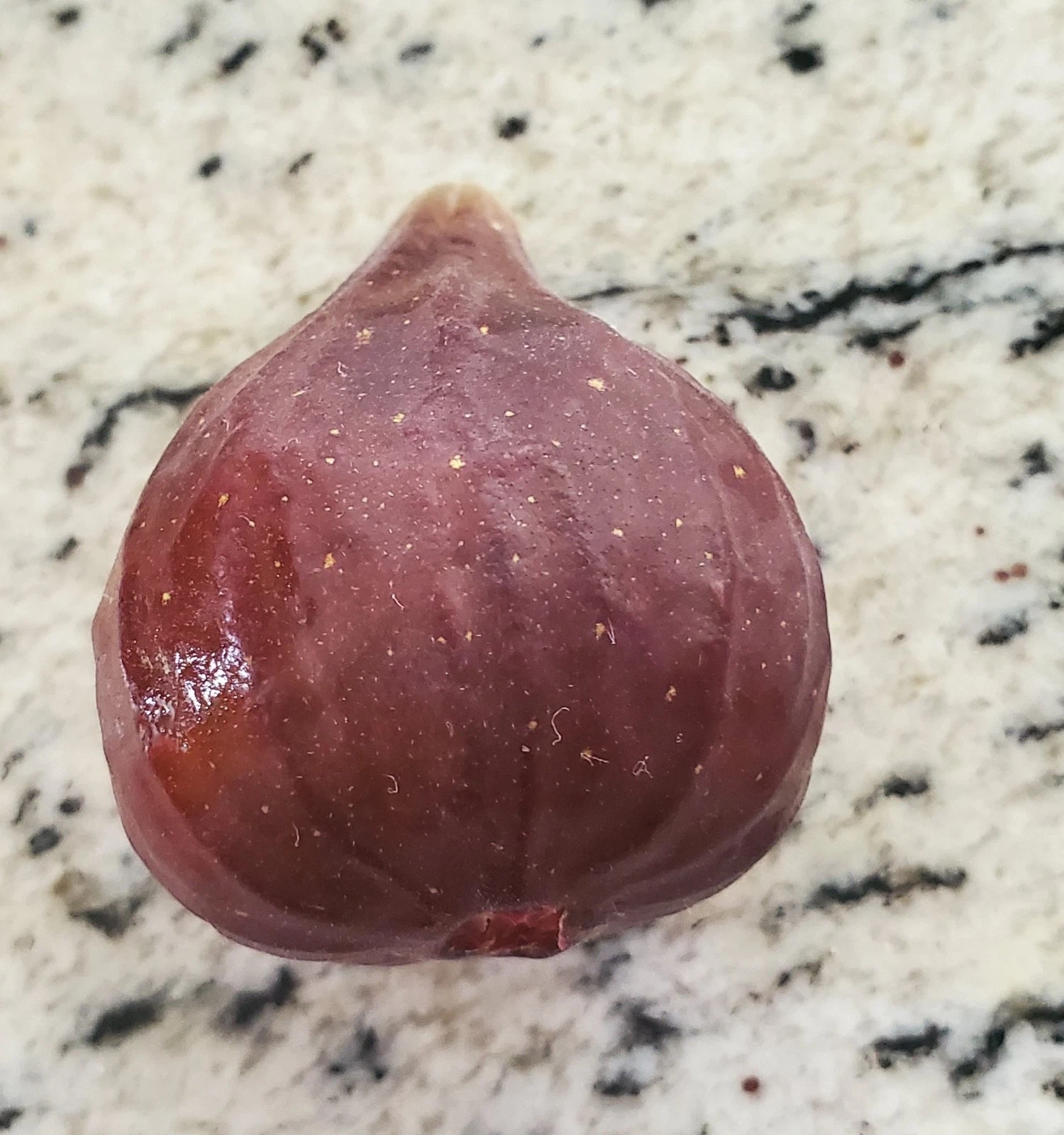 Brown Turkey Fig Unrooted Cuttings – 25 Ficus carica Cuttings, 10 Inch Long Fig Tree Cuttings for Propagation