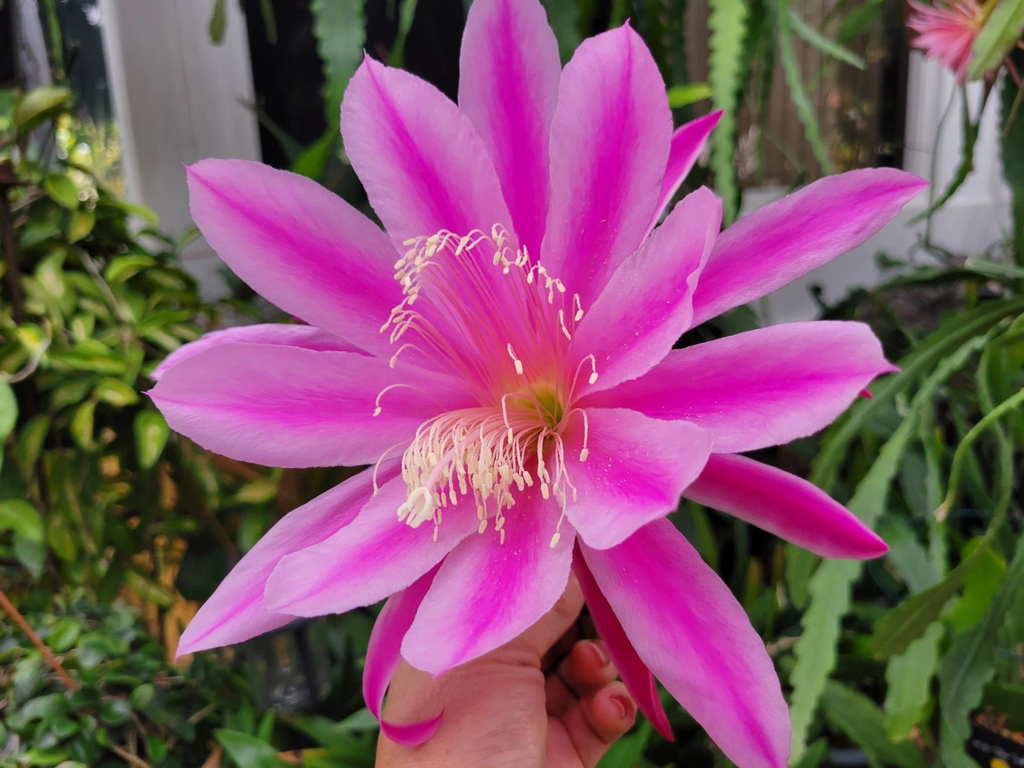 Epiphyllum Altitude Unrooted Cuttings – 8–10 Inch Orchid Cactus Cuttings for Propagation and Planting