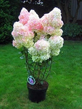 Vanilla Strawberry Hydrangea Cuttings for Planting – 7 Unrooted Panicle Hydrangea Stems