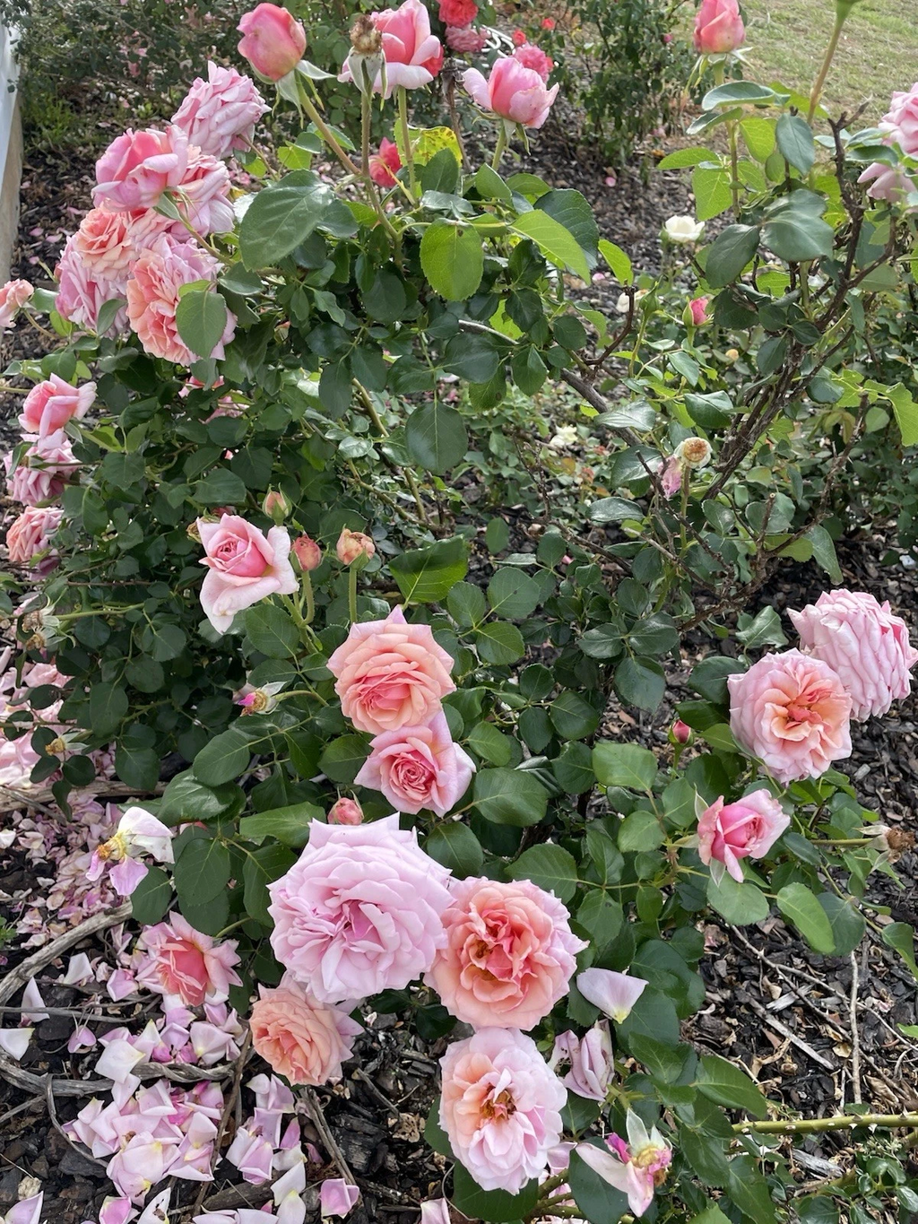 Lady Ashe Climbing Rose Cuttings – 5 Fresh Unrooted Rose Cuttings – Rosa Hybrid with Fragrant Blooms