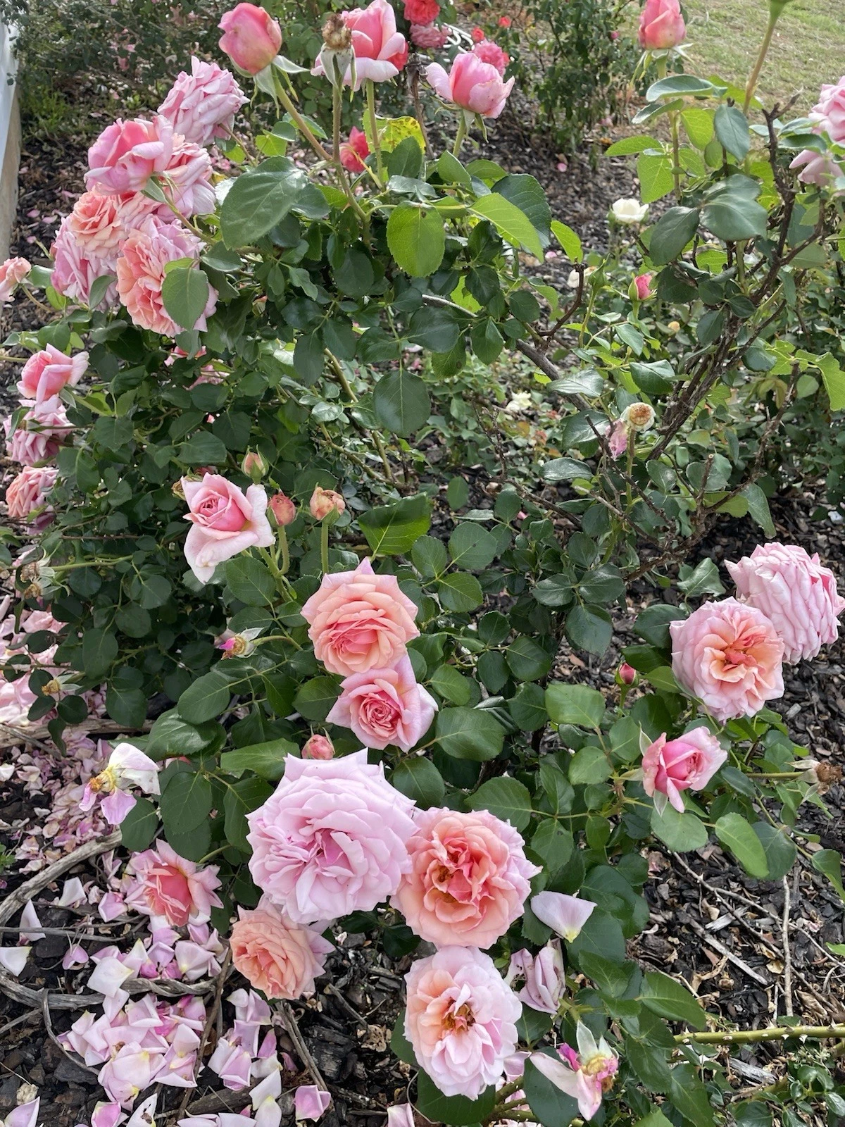 Lady Ashe Climbing Rose Cuttings – 5 Fresh Unrooted Rose Cuttings – Rosa Hybrid with Fragrant Blooms