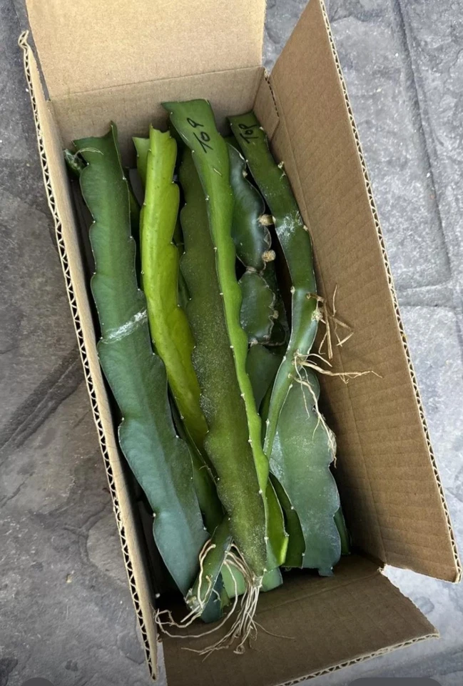 Dragon Fruit Cuttings – 20 Live Pitaya Cuttings 8–12 Inches Long, Hylocereus Cactus for Planting