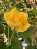 Radiant Perfume Rose – 5 Unrooted Cuttings, Large Yellow Rose Stems for Planting, Fragrant Garden Rose Propagation Set