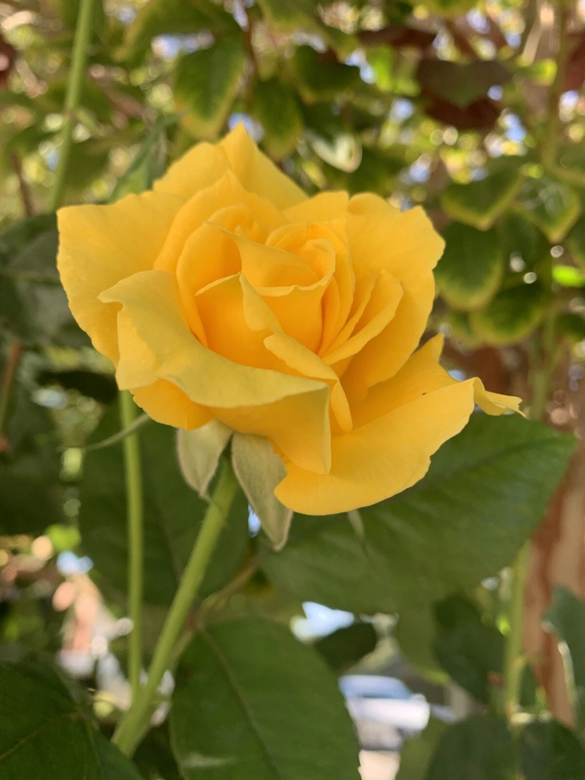 Radiant Perfume Rose – 5 Unrooted Cuttings, Large Yellow Rose Stems for Planting, Fragrant Garden Rose Propagation Set