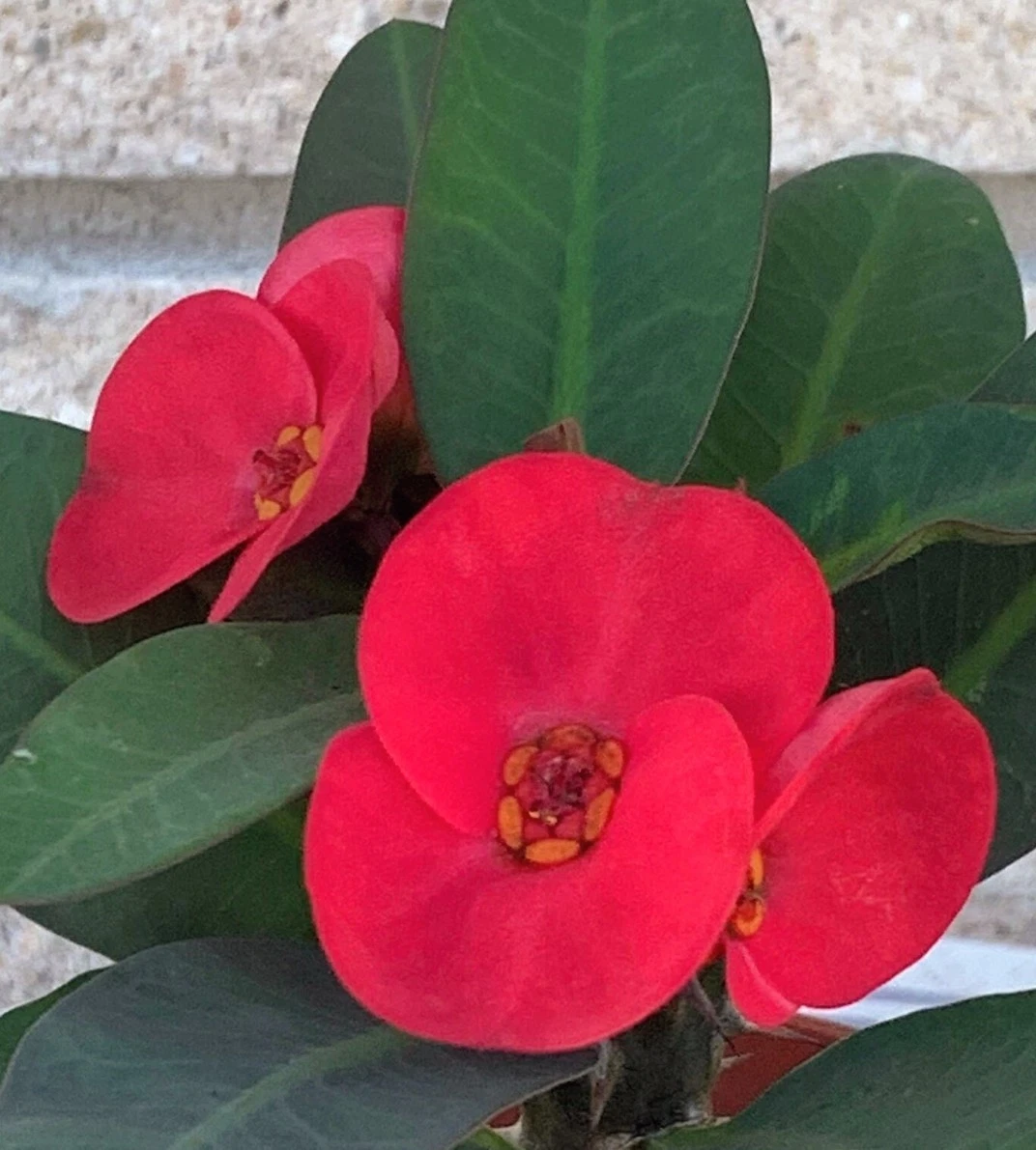 Scarlet Crown of Thorns Cutting – 1 Fresh Euphorbia milii Stem for Propagation, Bright Red Bloom Variety