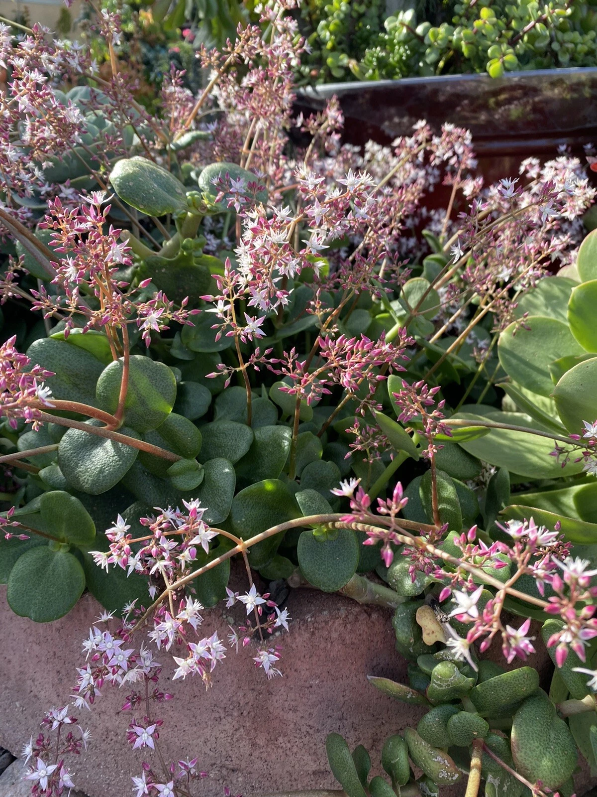 Fairy Crassula Succulent Cuttings – Crassula multicava, 6 Live Plant Cuttings for Propagation