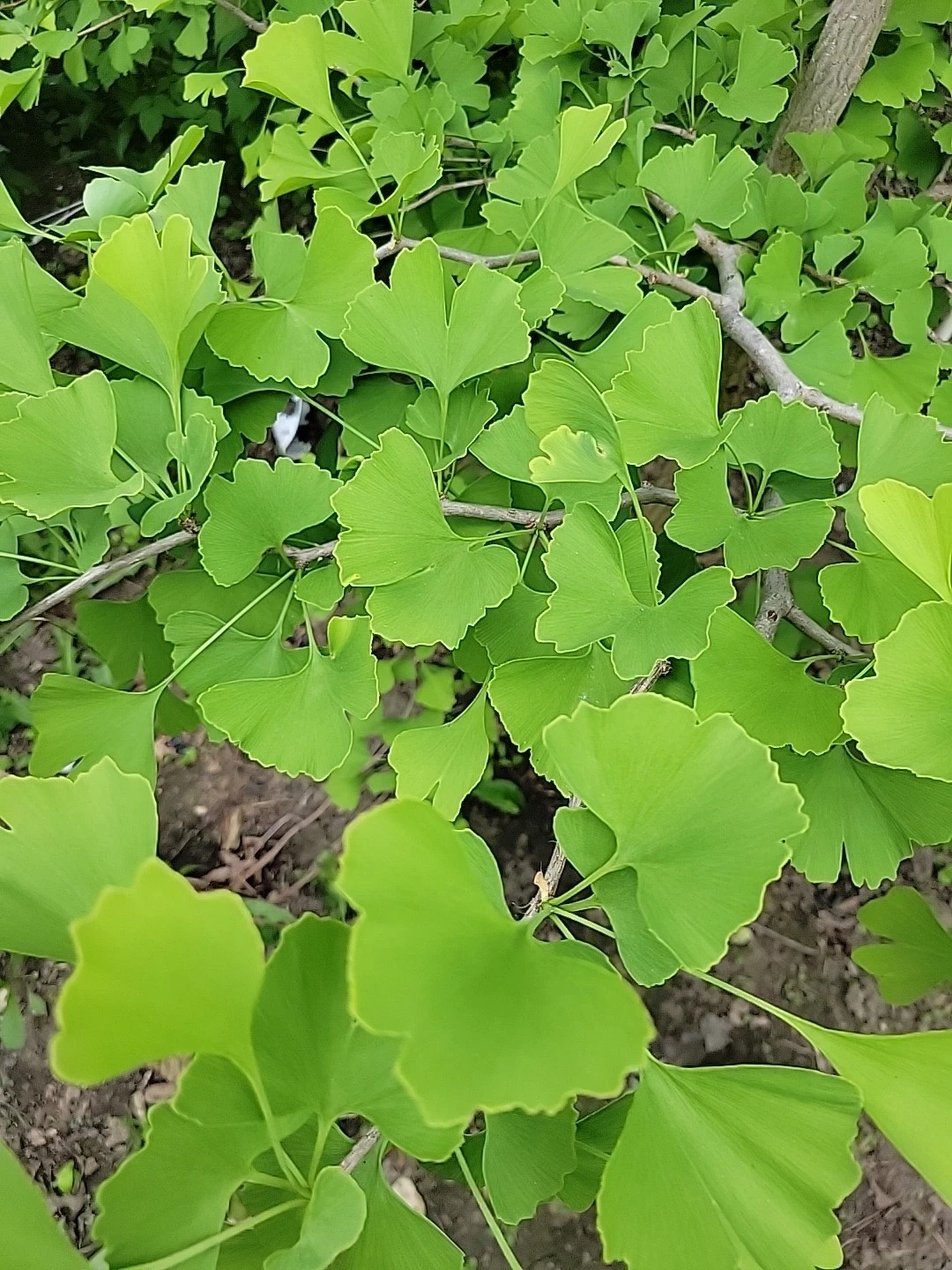 Fresh Organic Ginkgo Leaves – 150 Natural Leaves for Crafts, Resin Art, Pressing & Decorative Projects