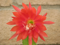 Epiphyllum Orchid Cactus Cutting – Orange Red Bloom Hybrid – Unrooted Epiphyllum Segment for Indoor Growing