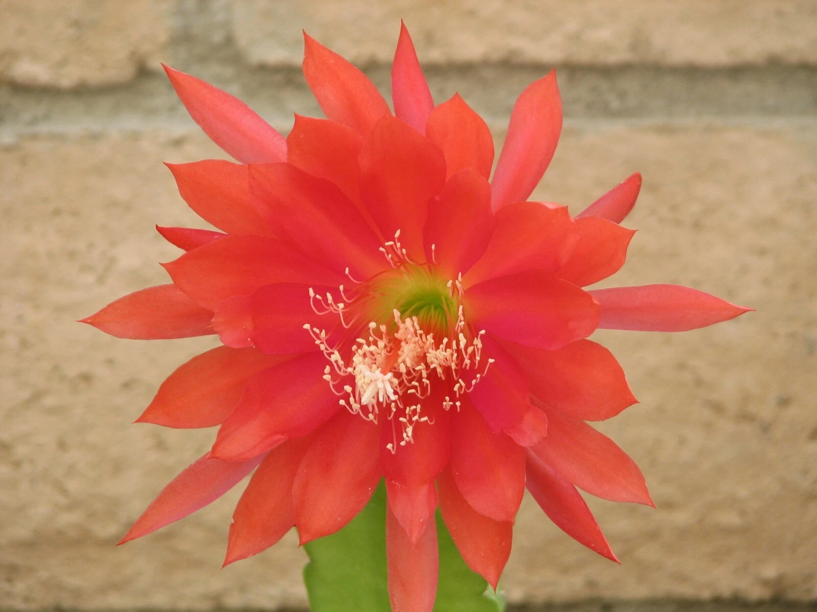 Epiphyllum Orchid Cactus Cutting – Orange Red Bloom Hybrid – Unrooted Epiphyllum Segment for Indoor Growing