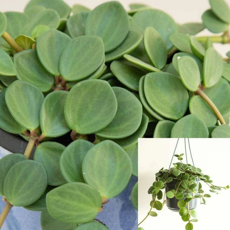15 Peperomia Hope Cuttings – 6" Unrooted Stems, Succulent Trailing Foliage Houseplant Starter Set