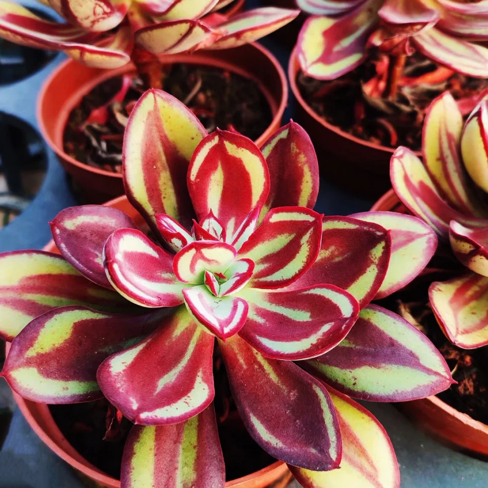 Echeveria Nodulosa Succulent Live Plant – 4 Inch Potted Echeveria Starter