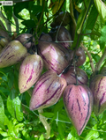 Purple Stripey Pepino Melon Cuttings – 6 Fresh Unrooted Solanum Muricatum Cuttings for Propagation