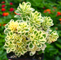 Sedum Atlantis Variegated – Live Takesimense Succulent in 2in Pot, Variegated Garden Stonecrop Plant