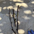 Sugarcane Jujube Scions – 3 Fresh 8" Cuttings for Grafting or Budding, Ziziphus jujuba Fruit Tree Variety