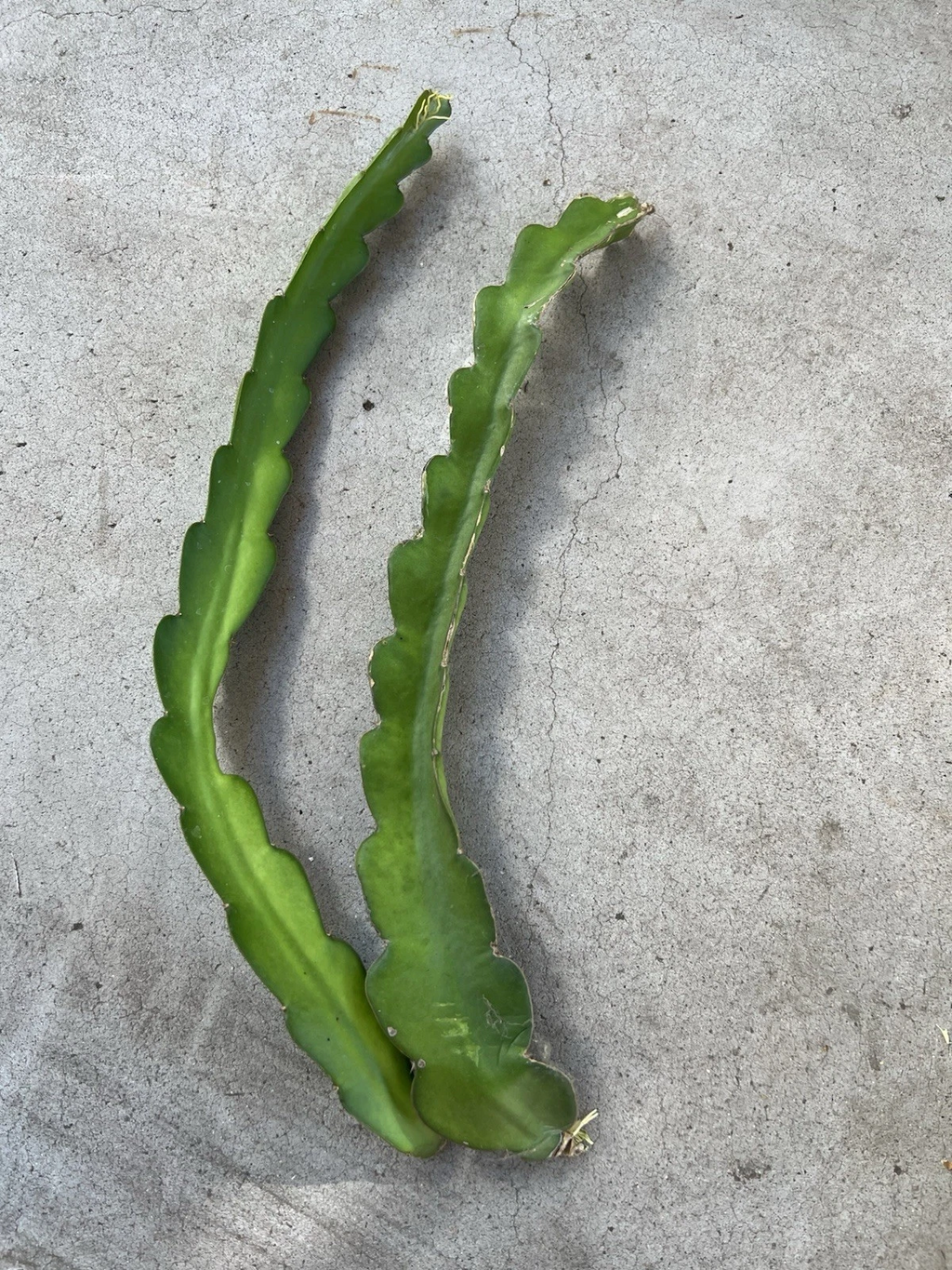 White Dragon Fruit Cuttings for Planting – 2 Unrooted 18 Inch Hylocereus undatus Pitaya Cactus Cuttings