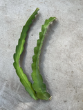 White Dragon Fruit Cuttings for Planting – 2 Unrooted 18 Inch Hylocereus undatus Pitaya Cactus Cuttings