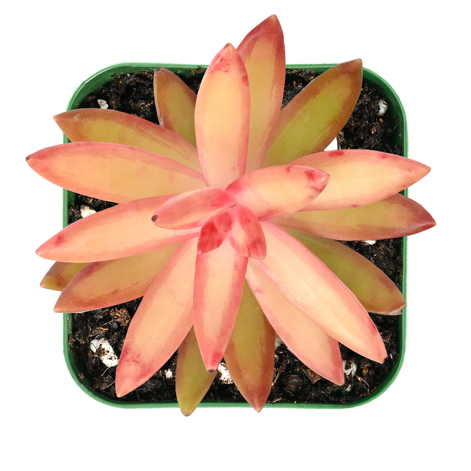 Sedum Adolphii Succulent – Live Fully Rooted Plant in 2 Inch Planter – Golden Sedum Starter Plant