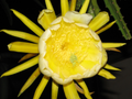 Yellow Skin Dragon Fruit Cutting – Epiphyllum Type Cactus – Fresh Unrooted Cutting Ready to Plant