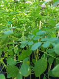 Moringa oleifera Seeds – 50 Fresh Seeds – Drumstick Tree Seeds for Planting and Warm-Climate Garden Growing