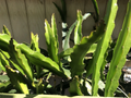White Dragon Fruit Cuttings – 5 Live 8 Inch Dragon Fruit Plant Cuttings, Self Fertile Variety for Planting