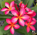 Pink Yellow Plumeria Cutting for Planting – 1 Unrooted Frangipani Stem, 6–8 Inch Tropical Flower Tree