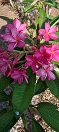 Pink Fuchsia Plumeria Live Cutting – Tropical Frangipani Plant Cutting for Planting, Flowering Tree Variety