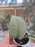 Scindapsus Platinum Java Silver Hero – Rooted Live Plant in 2.5” Pot, Rare Silver Houseplant with Shimmering Leaves