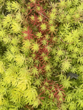 Sedum Angelina Cuttings 9pcs | Hardy Bareroot Succulent | Golden Stonecrop Starter | Fast-Growing Ground Cover Cuttings