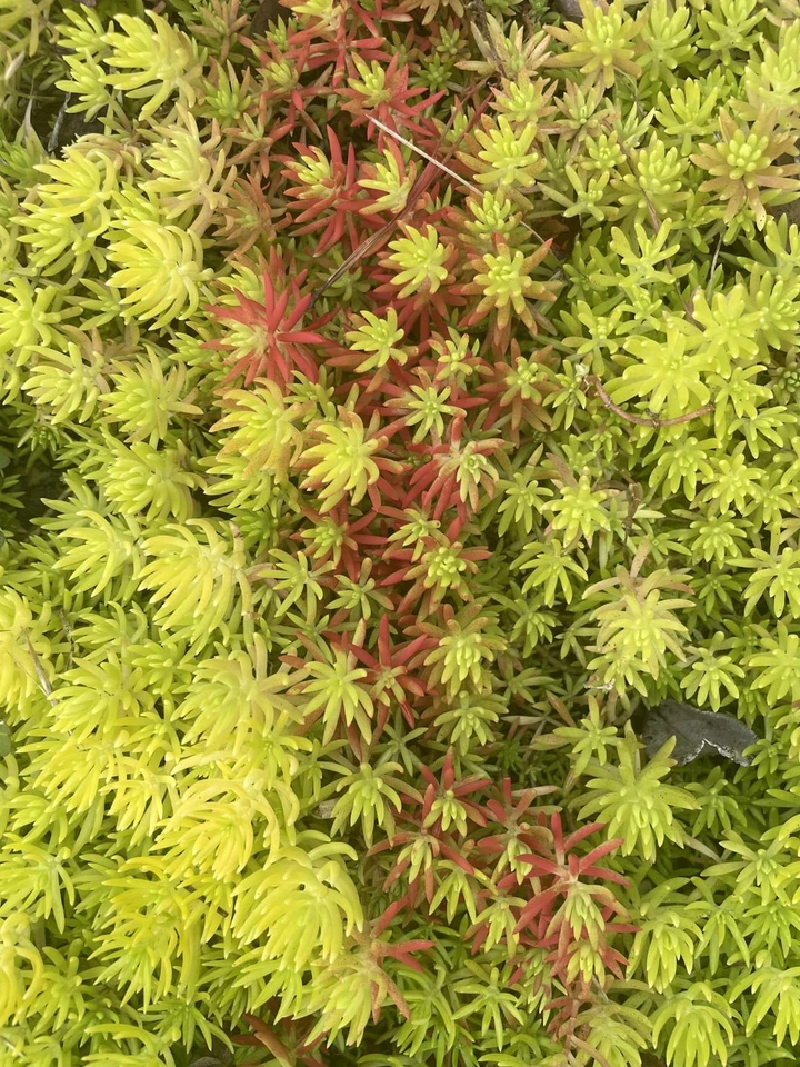Sedum Angelina Cuttings 9pcs | Hardy Bareroot Succulent | Golden Stonecrop Starter | Fast-Growing Ground Cover Cuttings