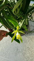 Vanilla Bean Orchid Cutting – 12 Inch Fresh Vanilla Planifolia Vine Cutting for Propagation
