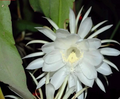 Epiphyllum Oxypetalum Cuttings – 4 Live 6" Queen of the Night Orchid Cactus Stems for Propagation