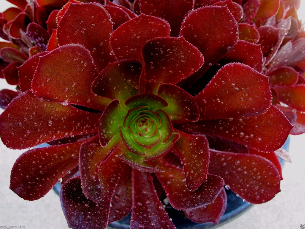 Aeonium KOKINO Hybrid – 2 Fresh Succulent Cuttings – Rare Live Aeonium Variety for Planting & Propagation