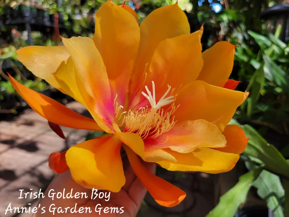 Epiphyllum Irish Golden Boy Cutting – Unrooted Orchid Cactus Cutting 8–10 Inches for Planting